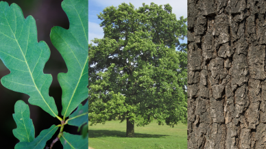 Identifying English oak