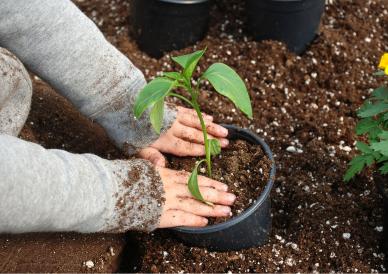 Hands potting a plant with soil