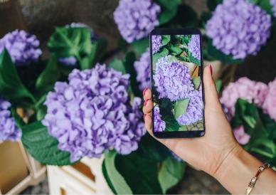 Lady holding a smartphone taking a picture of a purple flower