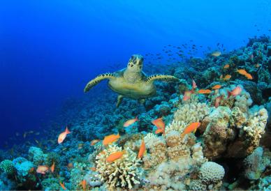Turtle swimming in blue ocean near a coral reef